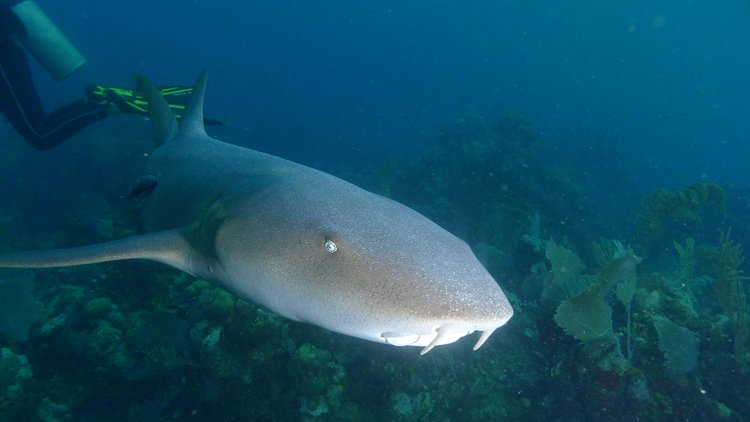 scuba-diving-sharks-captain-morgan's-dive-resort-utila-scuba-diving