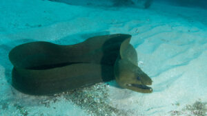 Scuba-diving-eel-captain-morgan's-dive-resort-utila-scuba-diving