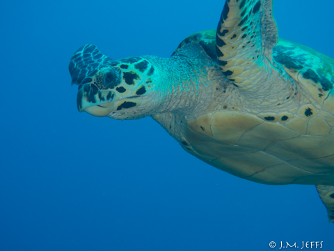 turtles-captain-morgan's-dive-resort-scuba-diving-utila