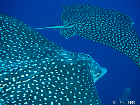 captain-morgan's-dive-resort-utila-scuba-diving